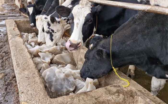 Salt for Livestock Feeding Salt block for animal feeding, solar salt, evaporated salt, lake salt, salt lake, salt for animals, animal salt, salt for animal feeding, salt for cows